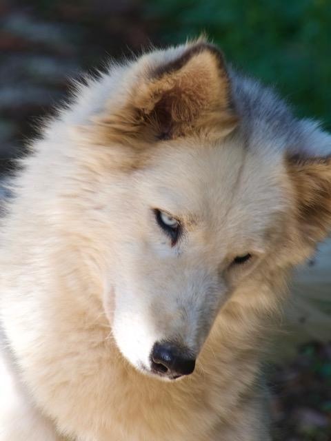 Donut, Una Splendida Husky